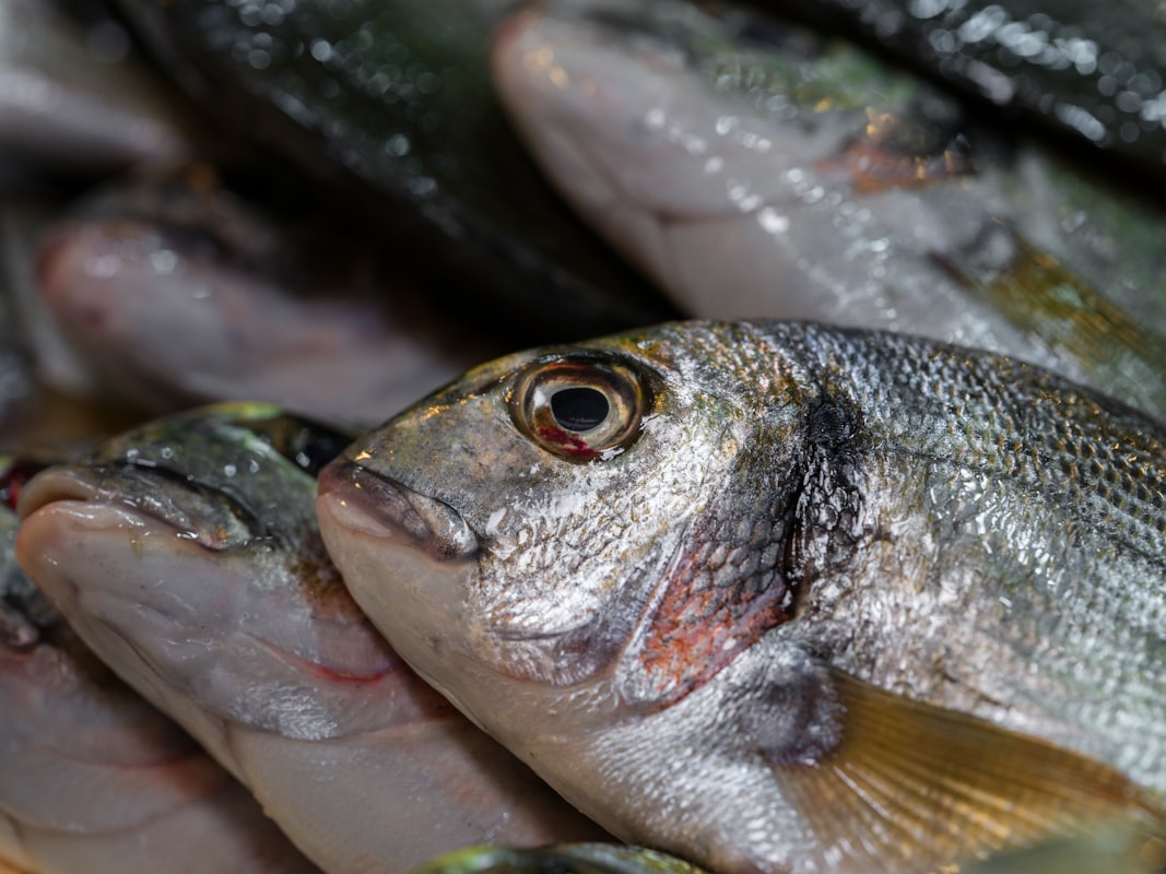Omega-3 and Eye Function